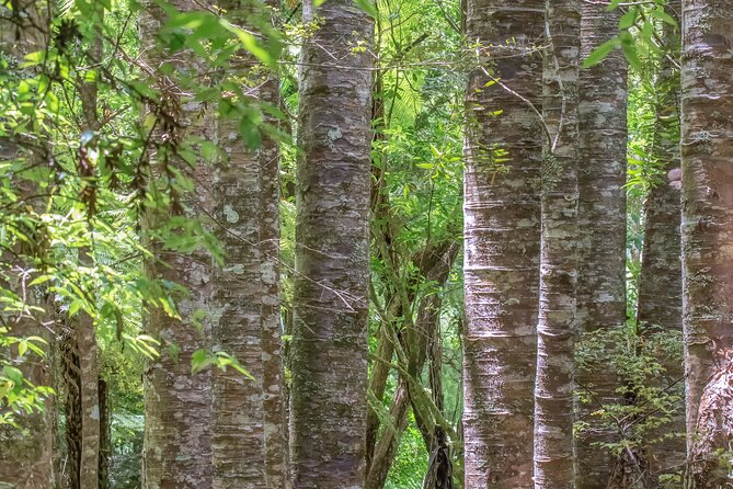 Guided Puketi Kauri Forest Tour in Bay of Islands - Day, twilight, or night: choosing the right mood