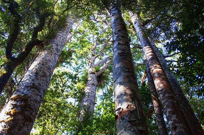 Guided Puketi Kauri Forest Tour in Bay of Islands - Haruru Falls adds a short water stop