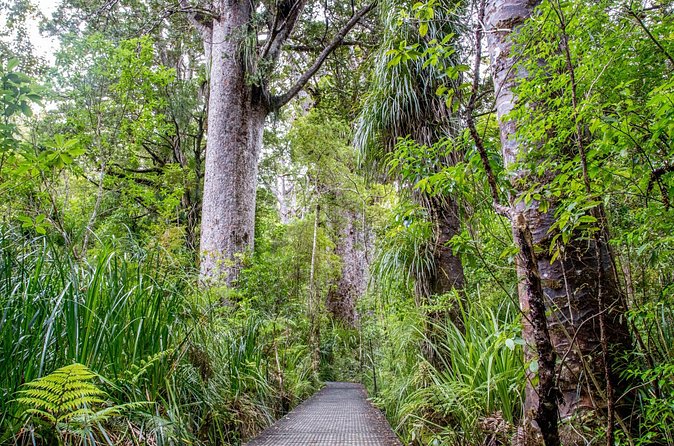Guided Puketi Kauri Forest Tour in Bay of Islands - Is the $93.09 price fair?