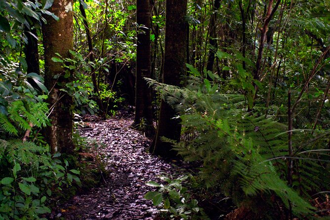 Guided Puketi Kauri Forest Tour in Bay of Islands - Who will enjoy this outing most?
