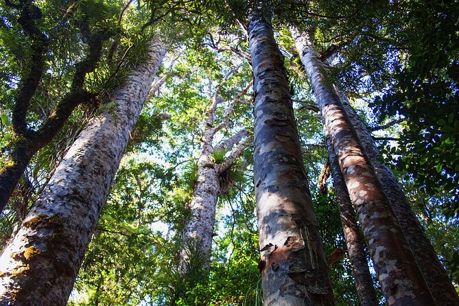 Guided Puketi Kauri Forest Tour in Bay of Islands - What the guide adds to the forest walk