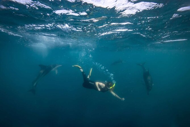 Guided Snorkeling and Island Exploration in Auckland - Snorkeling in cool, clear coastal water