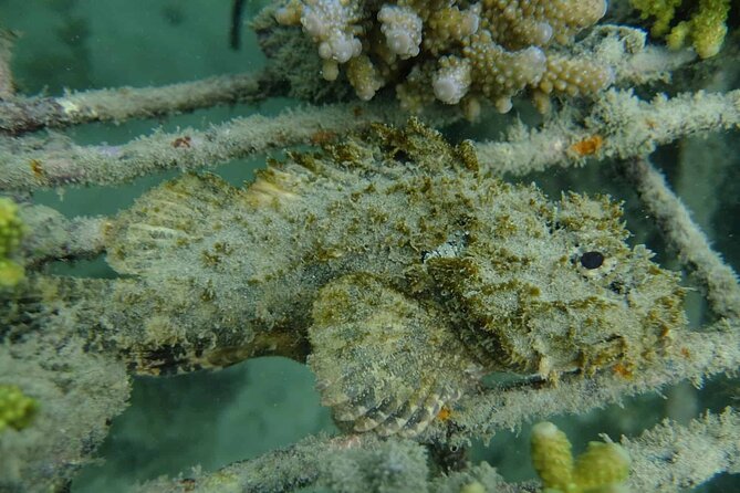 Guided Snorkeling and Island Exploration in Auckland - Who will enjoy this island adventure most