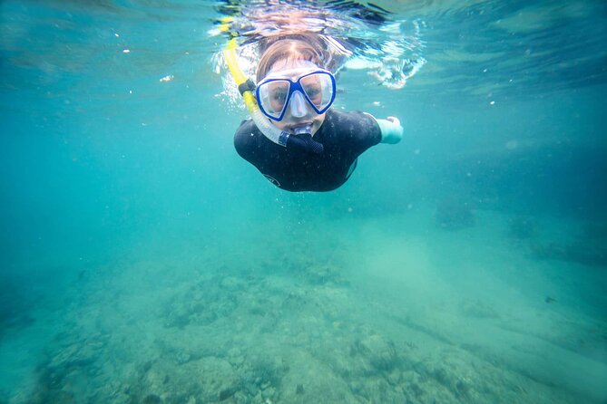 Guided Snorkeling and Island Exploration in Auckland - Starting at Tiritiri Matangi Wharf