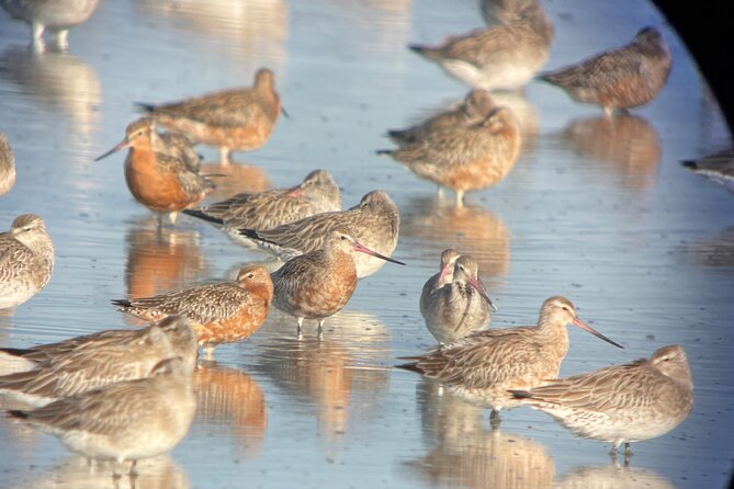 Guided Tour at Pukorokoro Shorebird Centre - The 90-minute walk through Robert Findlay Wildlife Reserve