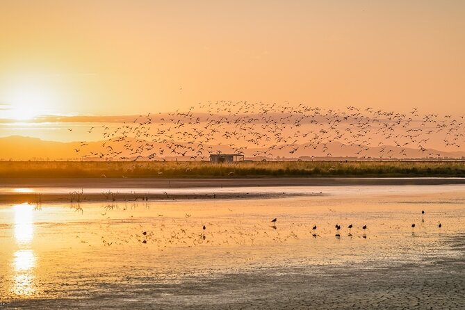 Guided Tour at Pukorokoro Shorebird Centre - Who will enjoy this most