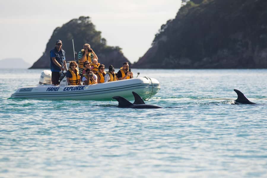 Hahei Explorer Cathedral Cove Boat Tour - A fast route through 14km of coastline