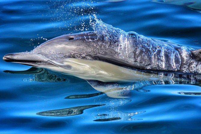 Half Day Dolphin & Wildlife Cruise - Tauranga - Key points to know before you book