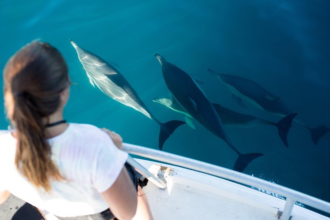 Half Day Dolphin & Wildlife Cruise - Tauranga - What the Tauranga wildlife cruise is really about