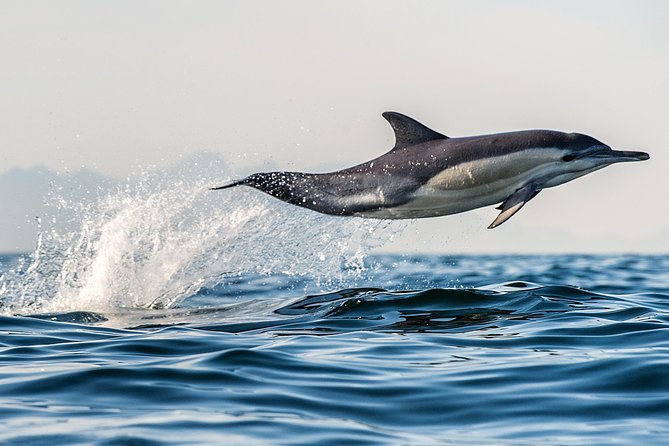 Half Day Dolphin & Wildlife Cruise - Tauranga - The boat: open air above, shelter below