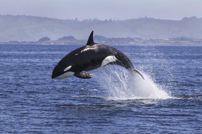 Half Day Dolphin & Wildlife Cruise - Tauranga - Is $108.60 good value?