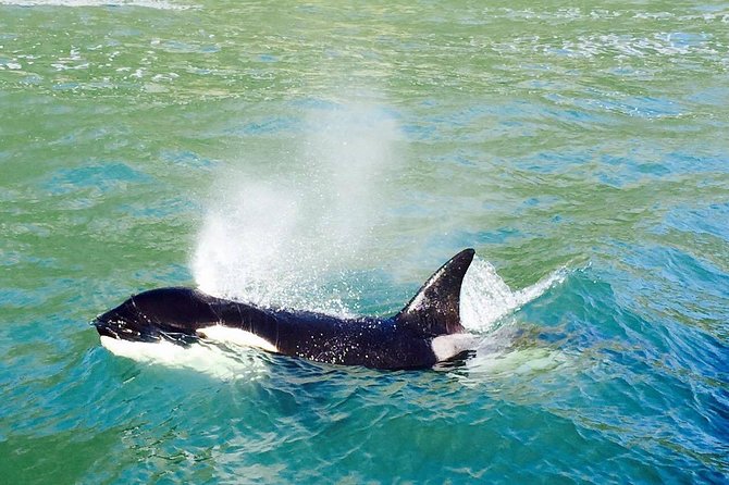 Half Day Dolphin & Wildlife Cruise - Tauranga - Timing, parking, and practical planning
