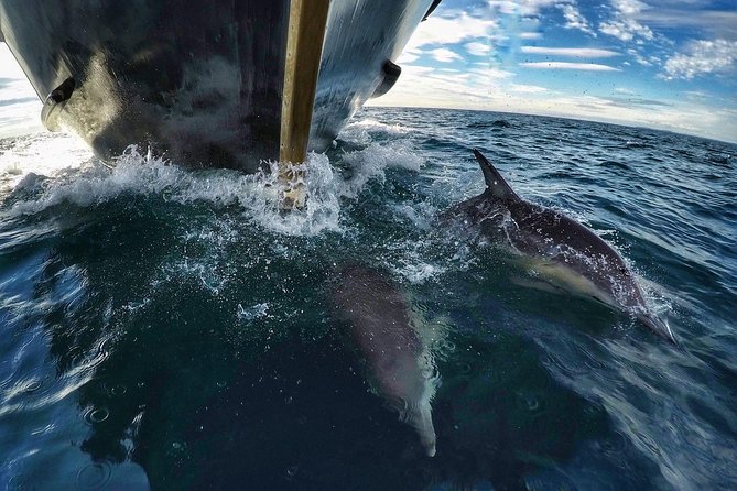Half Day Dolphin & Wildlife Cruise - Tauranga - Dolphins, penguins, and the patience factor