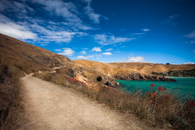 Half Day Guided Walking Tour on Banks Peninsula - Pacific views, harbour views, and small beaches