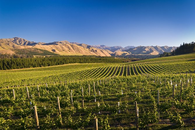 Half-Day Marlborough Wine Tour & Beer Tour - Who will get the most from this outing