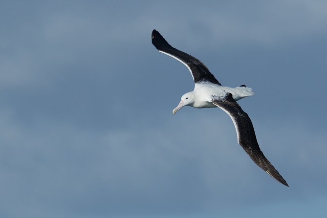 Half-Day Private City, Sights & Wildlife Tours - The Octagon and Dunedin’s preserved centre