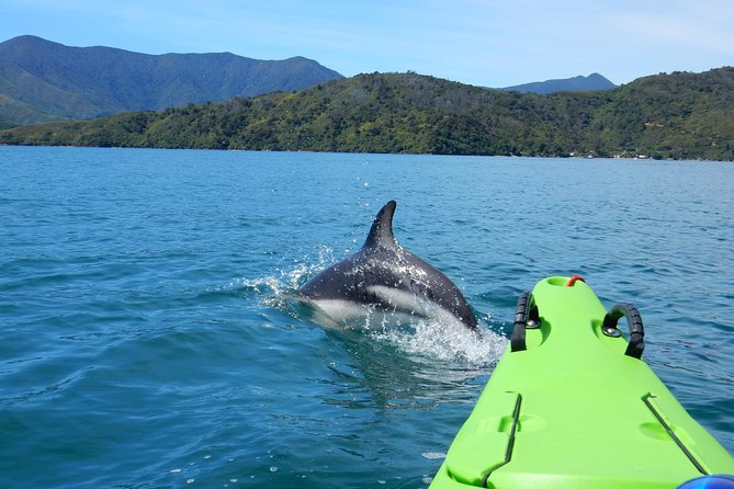 Half day Sea Kayak Guided Tour from Picton - Key points at a glance