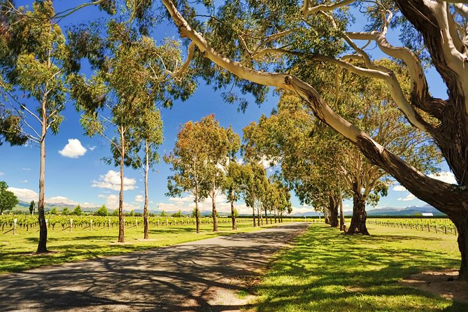 Half-Day Wine Tour from Blenheim - The first winery sets the pace