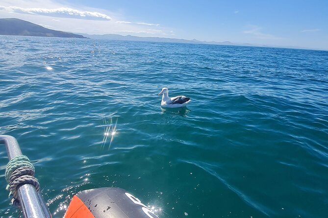 Harbour, Albatross and Wildlife Cruise on Otago Harbour - Along the Otago Peninsula by water