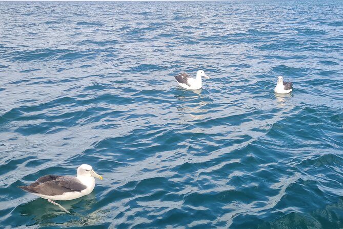 Harbour, Albatross and Wildlife Cruise on Otago Harbour - Careys Bay and its fishing boats