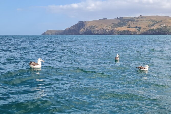 Harbour, Albatross and Wildlife Cruise on Otago Harbour - Weather, timing, and comfort