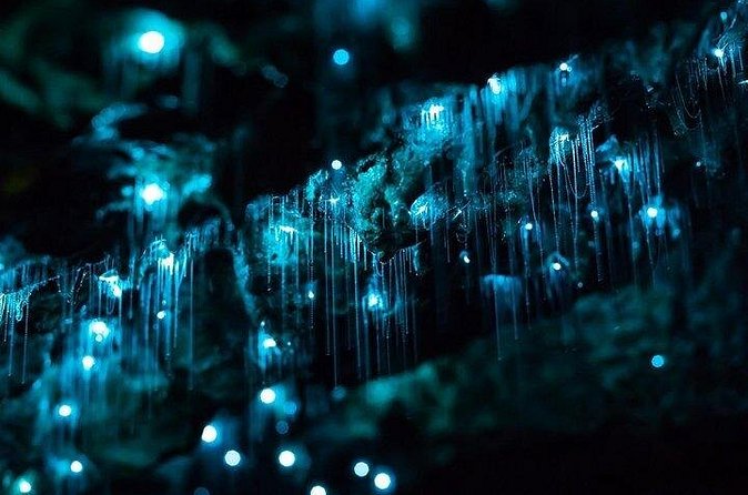 Haruru Waterfalls and Glow Worm Caves Tour - Is the $108.60 price good value?