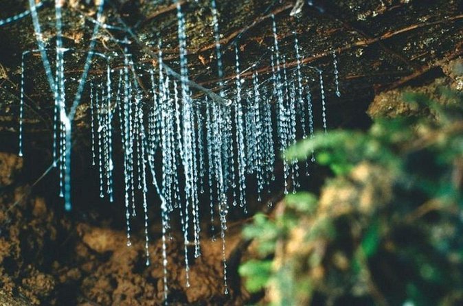 Haruru Waterfalls and Glow Worm Caves Tour - Timing, comfort, and practical details