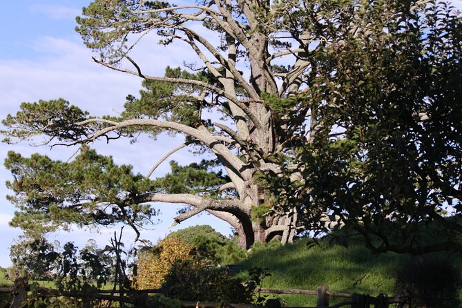 Hobbiton Afternoon Tour in Luxury Minibus from Auckland - What the minibus is really like