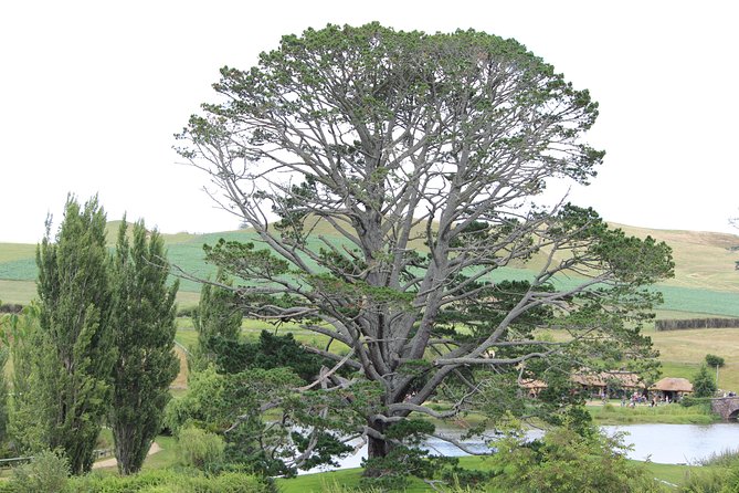 Hobbiton Afternoon Tour in Luxury Minibus from Auckland - The ride through Waikato and on to Matamata