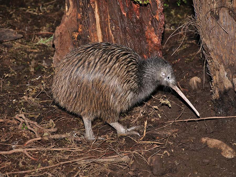Hokitika: The National Kiwi Centre Tickets - Seeing kiwi in Hokitika’s nocturnal house
