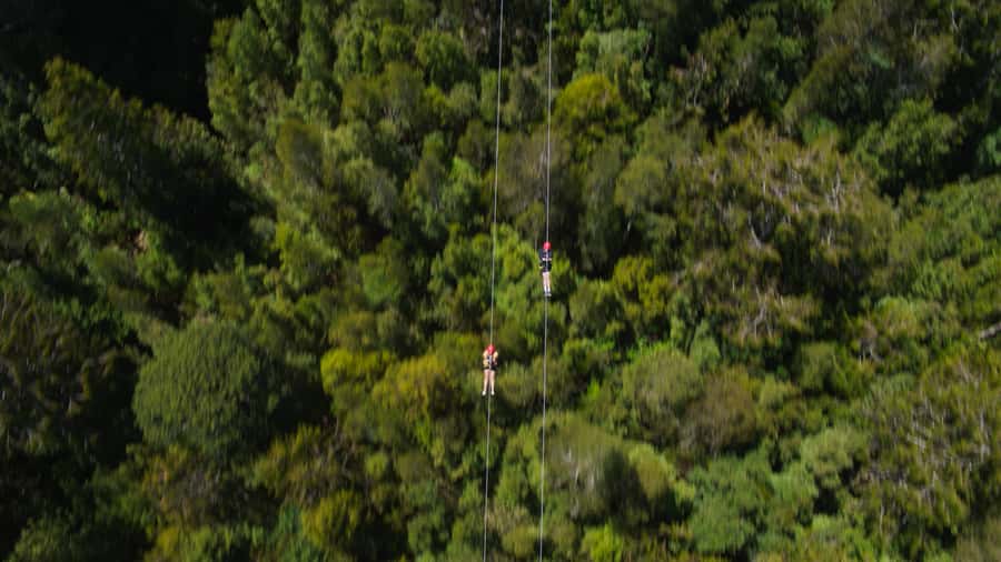 Hokitika: West Coast Tree Top Tower Zip Line and Walk - Practical planning for your visit