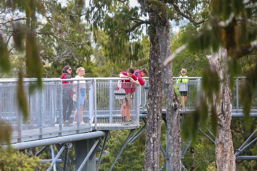 Hokitika: West Coast Treetop Walkway Entrance Ticket - Starting at Treetops Cafe