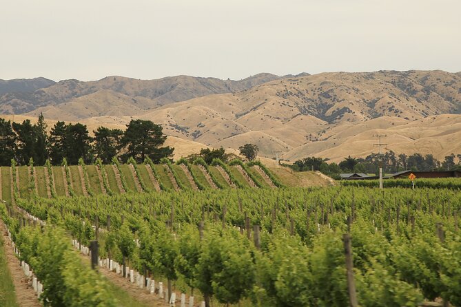 Hop on Hop off Wine Tours Marlborough - The best-known wine names come with different moods