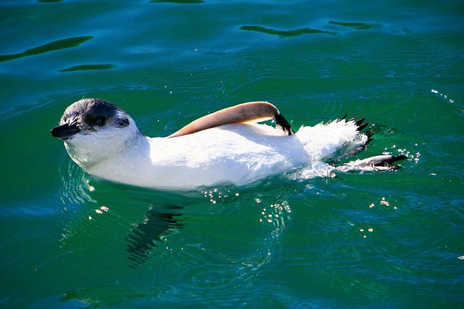 Iconic Wildlife Tour with Yellow Eyed Penguins & Royal Albatross - Why this Otago Peninsula day works so well