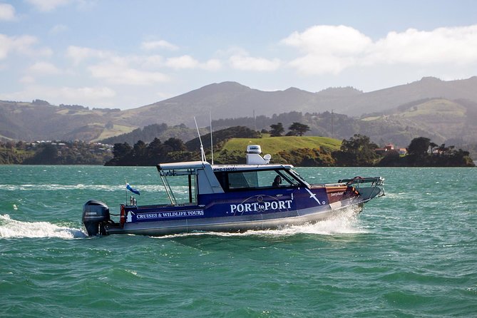 Iconic Wildlife Tour with Yellow Eyed Penguins & Royal Albatross - Four hours across the Otago Peninsula