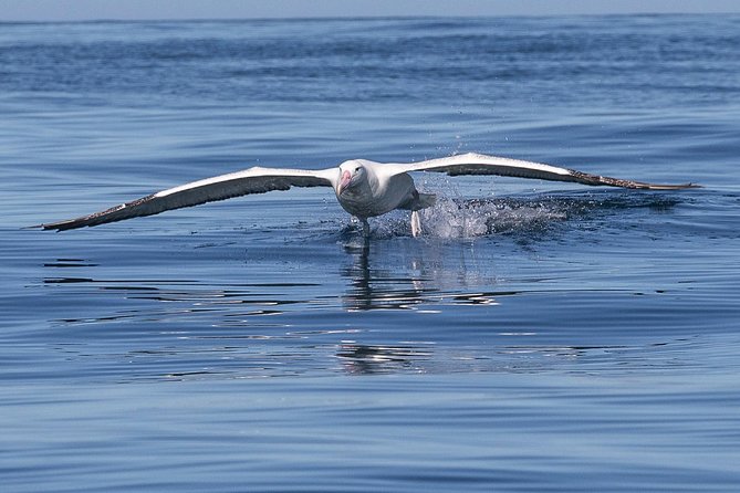 Iconic Wildlife Tour with Yellow Eyed Penguins & Royal Albatross - Weather, wildlife, and the limits of a guarantee