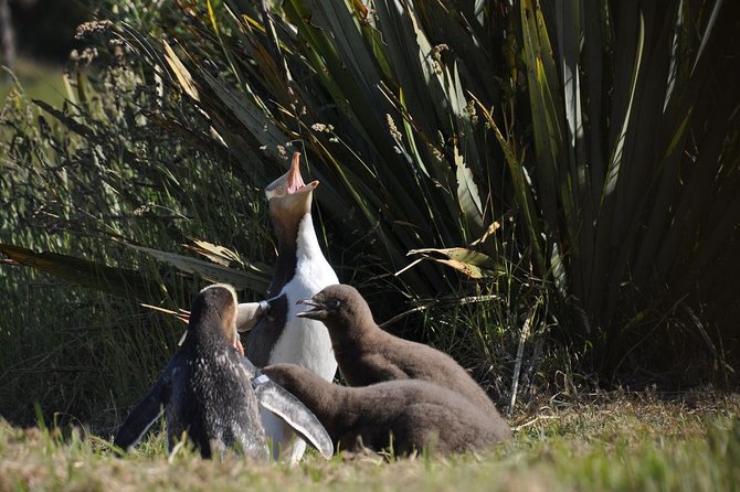 Iconic Wildlife Tour with Yellow Eyed Penguins & Royal Albatross - From Port Chalmers to Dunedin’s grand railway station