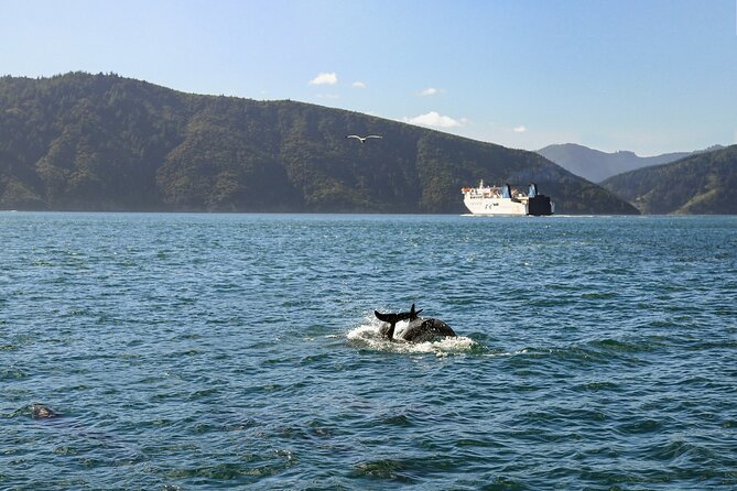 InterIslander Ferry - Wellington to Picton - Approaching Picton and Queen Charlotte Sound