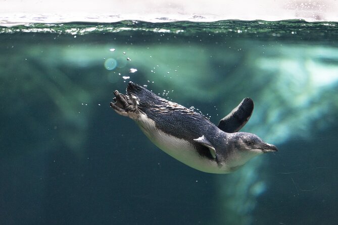 International Antarctic Centre General Admission Ticket - Husky stories add a human side to exploration
