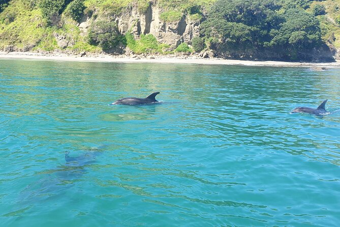Jet Ski Hire Auckland - Experience the Fun with the Best Operator - Tow a sea biscuit for a family-friendly change of pace