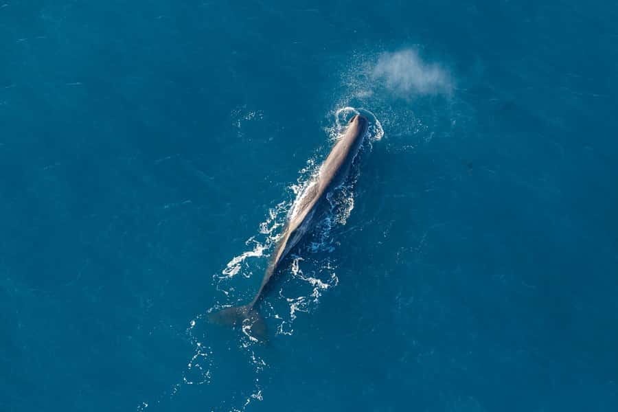 Kaikoura: 1-Hour Whale Watching Helicopter Tour - From Kaikōura Airport to the Marine Reserve