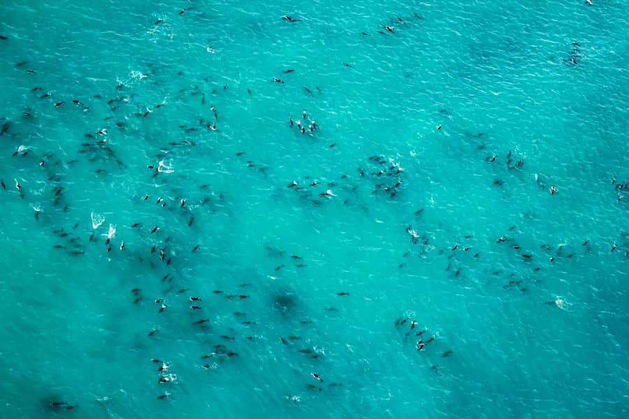 Kaikoura: 1-Hour Whale Watching Helicopter Tour - Is $792 Per Person Good Value?