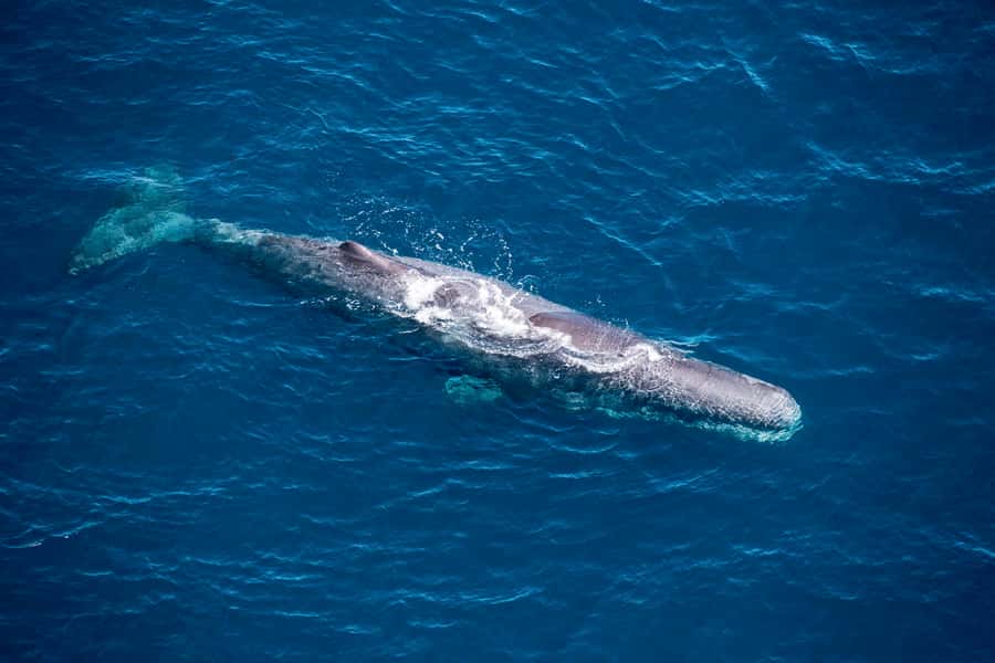 Kaikoura: 1-Hour Whale Watching Helicopter Tour - Watching Dolphins and Fur Seals Along the Peninsula