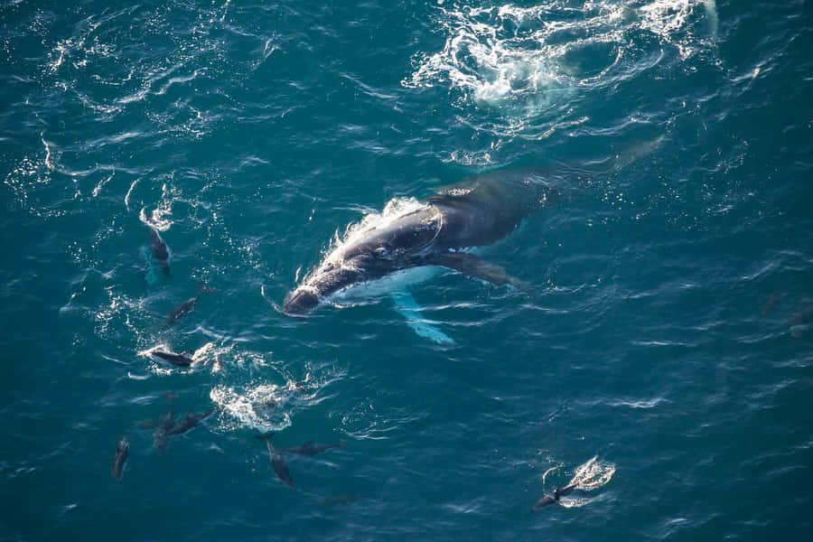 Kaikōura: 45-Minute Whale Watching Helicopter Tour - The first minutes above Kaikōura