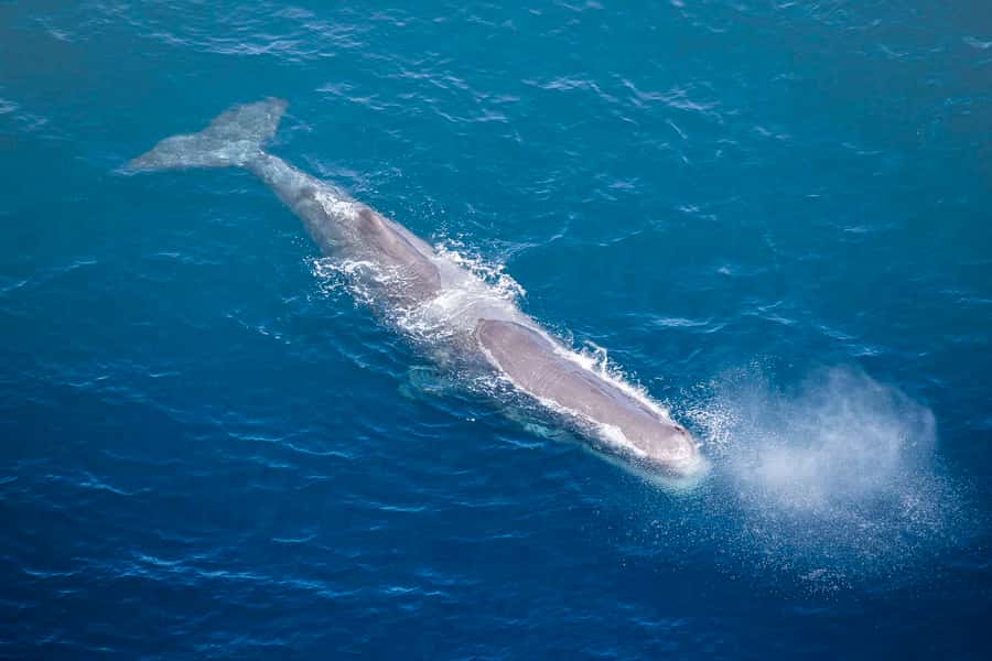 Kaikōura: 45-Minute Whale Watching Helicopter Tour - What makes the small group worthwhile