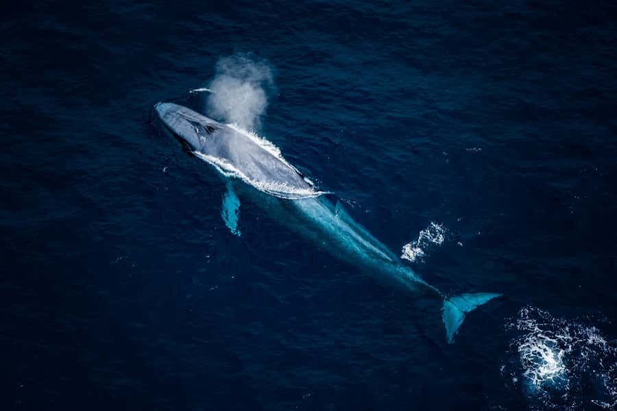 Kaikoura: Extended Flight Whale Watching & Mountain Tour - Key points at a glance