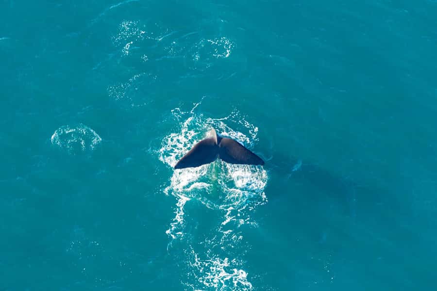 Kaikoura: Extended Flight Whale Watching & Mountain Tour - Planning your visit around the flight
