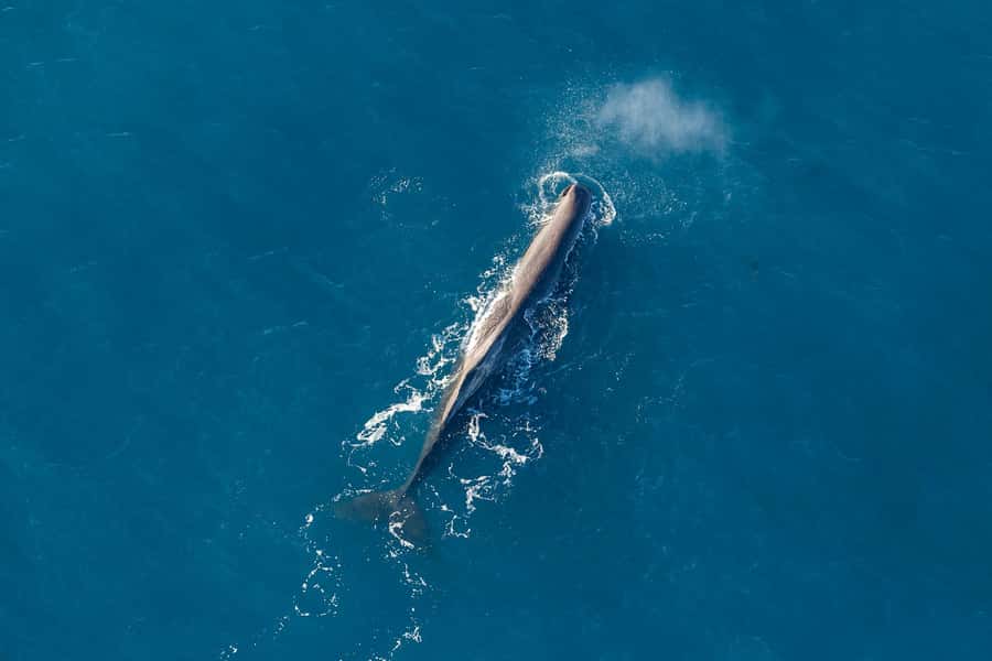 Kaikoura: Extended Flight Whale Watching & Mountain Tour - Why an aerial view changes whale watching