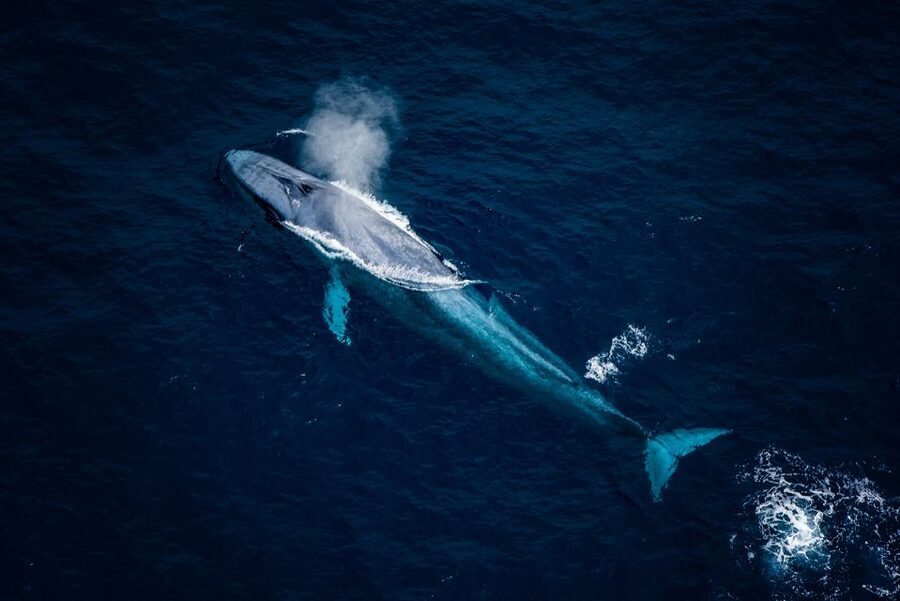 Kaikoura: Extended Flight Whale Watching & Mountain Tour - The Seaward Kaikōura Ranges and the weather factor