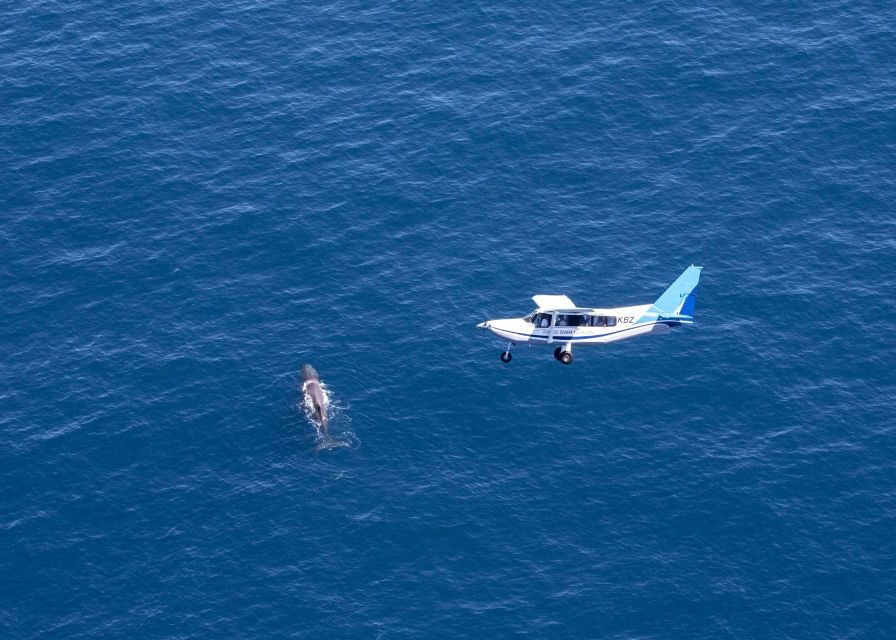 Kaikoura: Extended Flight Whale Watching & Mountain Tour - Dolphins, blue whales, and other possible sightings